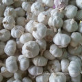 Exported Standard Quality of Fresh White Garlic